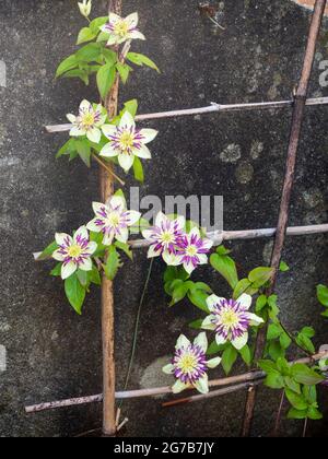 Les tepals blancs entourent un patron central de pourpre et blanc dans le grimpeur dur à feuilles caduques, Clematis florida var. Sieboldiana 'Viennetta' Banque D'Images