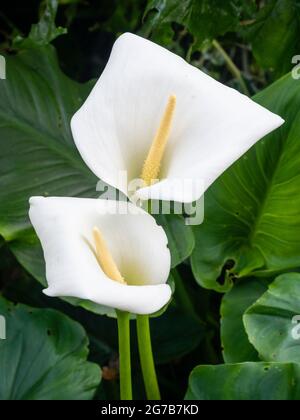 Spae blanche et spadix jaune du plus gros des nénuphars à fleurs blanches, Zantedeschia aethiopica 'Crowborough' Banque D'Images
