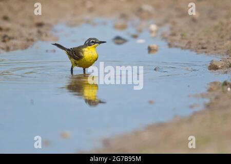 Queue de cheval jaune (Motacilla flava), debout dans une flaque, Emsland, Basse-Saxe, Allemagne Banque D'Images