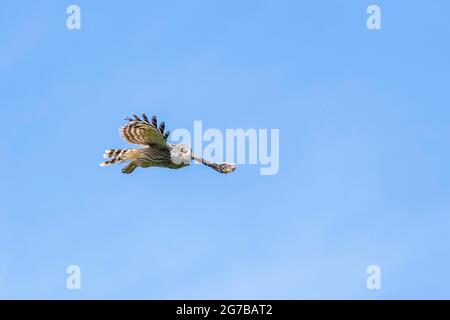 Hibou ural (Strix uralensis) en vol, région de Notranjska, Slovénie Banque D'Images