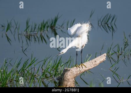 Grande fourrager d'Ardea alba, lac Kerkini, Macédoine, Grèce Banque D'Images