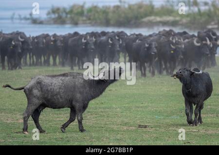 Deux jeunes buffles d'eau (Bubalus bubalis) avec troupeau en pâturage, lac Kerkini, Macédoine, Grèce Banque D'Images