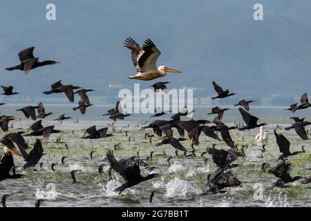 Cormorans (Phalacrocoracidae) et pélicans dalmates (Pelecanus crispus) survolant le lac Kerkini, Macédoine, Grèce Banque D'Images