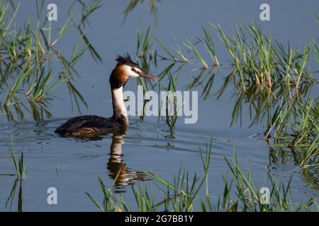 Grand grebe à craquer (Podiceps cristatus), lac Kerkini, Macédoine, Grèce Banque D'Images