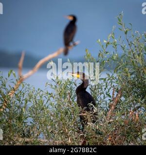 Cormorans (Phalacrocoracidae) assis dans un arbre, Lac de Kerkini, Macédoine, Grèce Banque D'Images