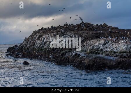 Petite île déserte avec beaucoup d'oiseaux de mer, de phoques et de loups marins à Ushuaia, en Argentine Banque D'Images