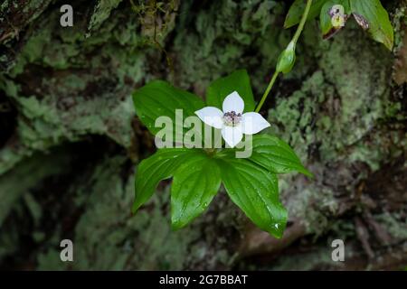 WESTERN Bunchberry, Cornus unalaschkensis, floraison le long de Skookum Flats Trail, Mount Baker-Snoqualmie National Forest, État de Washington, États-Unis Banque D'Images