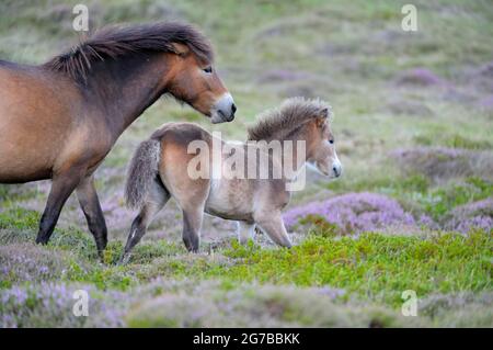 Exmoor ponies, jument avec foal, réserve naturelle de Bollekamer, île de Texel, Hollande du Nord, pays-Bas Banque D'Images