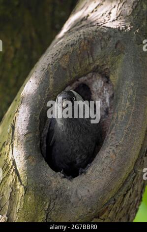 Jackdaw, oiseau adulte dans le trou de reproduction, mai, Borken, Muensterland, Rhénanie-du-Nord-Westphalie, Allemagne Banque D'Images