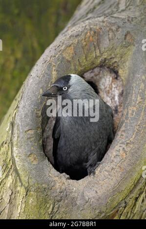 Jackdaw, oiseau adulte dans le trou de reproduction, mai, Borken, Muensterland, Rhénanie-du-Nord-Westphalie, Allemagne Banque D'Images