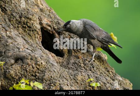 Jackdaw, oiseau adulte dans le trou de reproduction, mai, Borken, Muensterland, Rhénanie-du-Nord-Westphalie, Allemagne Banque D'Images