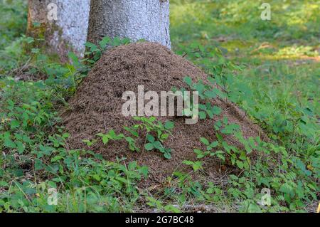 Fourmi de forêt rouge, anthill en forêt, août, Bavière, Allemagne Banque D'Images