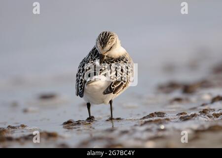 Sanderling, le jeune oiseau de cette année en robe, sur la plage de la mer Baltique, à la recherche de nourriture sur le rivage, se prêtant, octobre, Prerow Banque D'Images