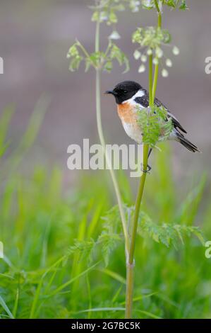 Stonechat, homme avec nourriture, May, NSG Dingdener Heide, Rhénanie-du-Nord-Westphalie, Allemagne Banque D'Images