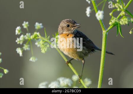 Stonechat, femme, May, NSG Dingdener Heide, Rhénanie-du-Nord-Westphalie, Allemagne Banque D'Images