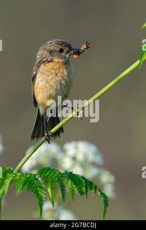 Stonechat, femme avec de la nourriture dans son bec, mai, NSG Dingdener Heide, Rhénanie-du-Nord-Westphalie, Allemagne Banque D'Images