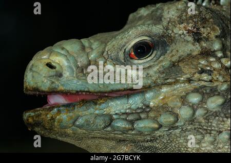 Iguane rhinocéros (Cyclura cornuta) Banque D'Images