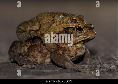 Crapaud commun, paire, mars, Bottrop, Ruhr Area, Rhénanie-du-Nord-Westphalie, Allemagne Banque D'Images