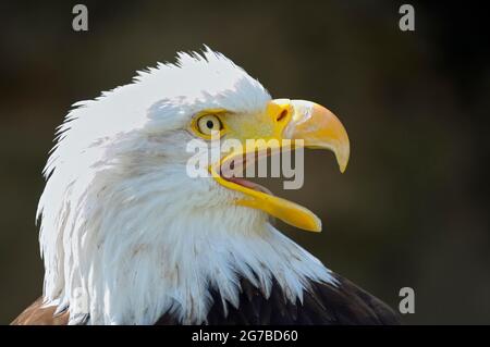 Aigle à tête blanche, oiseau adulte, appel, portrait, avril, Domicile, États-Unis Banque D'Images