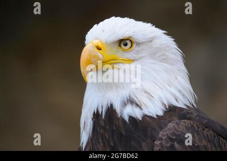 Aigle à tête blanche, oiseau adulte, appel, portrait, avril, Domicile, États-Unis Banque D'Images