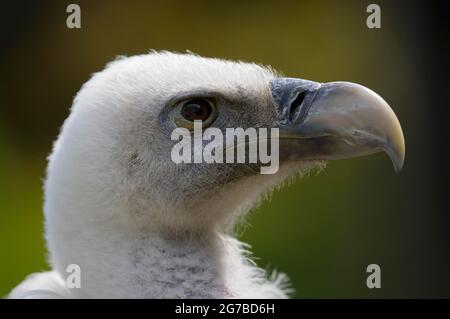 Griffon vautour, portrait, avril, captif, Allemagne Banque D'Images