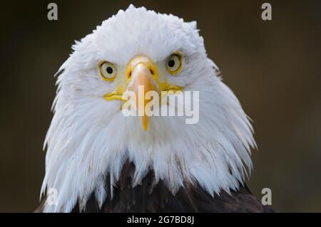 Aigle à tête blanche, oiseau adulte, appel, portrait, avril, Domicile, États-Unis Banque D'Images