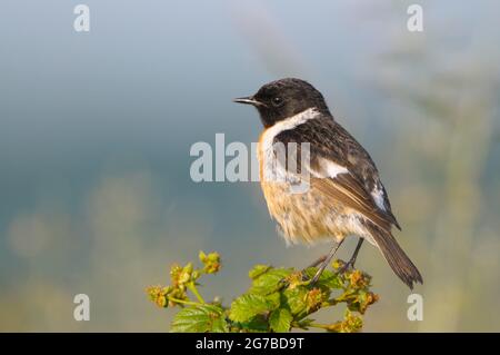 Stonechat, mâle pendant la saison de reproduction, juin, NSG Dingdener Heide, Rhénanie-du-Nord-Westphalie, Allemagne Banque D'Images