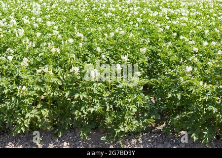 Pomme de terre (Solanum tuberosum), champ de fleurs, près de Kitzscher, Comté de Leipzig, Saxe, Allemagne Banque D'Images