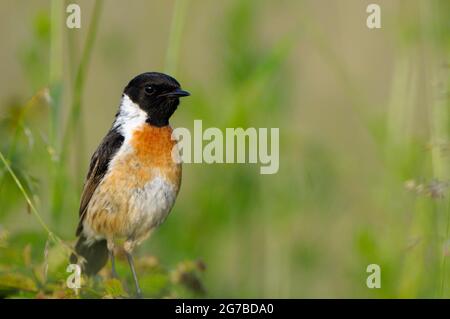 Stonechat, mâle pendant la saison de reproduction, juin, NSG Dingdener Heide, Rhénanie-du-Nord-Westphalie, Allemagne Banque D'Images