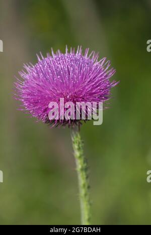 Musk Thistle (Carduus nutans) en inflorescence, Hesse, Allemagne Banque D'Images