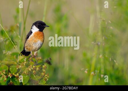 Stonechat, mâle pendant la saison de reproduction, juin, NSG Dingdener Heide, Rhénanie-du-Nord-Westphalie, Allemagne Banque D'Images