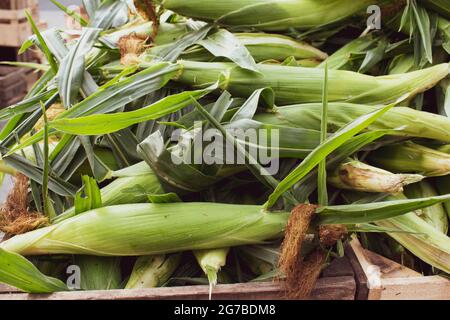 Oreille de maïs empilée dans une boîte, exposée à la vente sur le marché de l'agriculteur. Banque D'Images