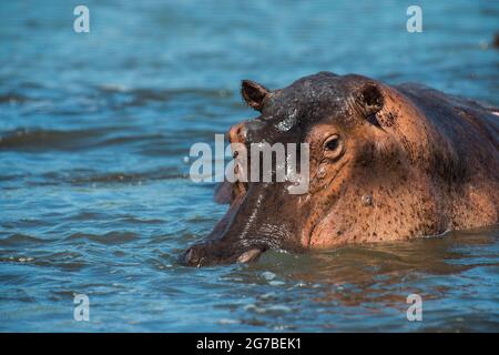Hippopotame (Hippopotamus amphibius), parc national de Murchison Falls, Ouganda, Afrique Banque D'Images