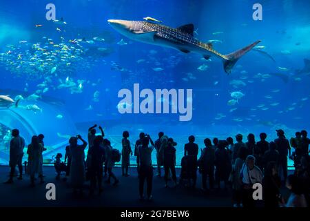 Whaleshark dans l'aquarium de Churaaumi, parc d'exposition sur l'océan, Okinawa, Japon Banque D'Images