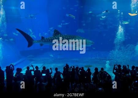 Whaleshark dans l'aquarium de Churaaumi, parc d'exposition sur l'océan, Okinawa, Japon Banque D'Images