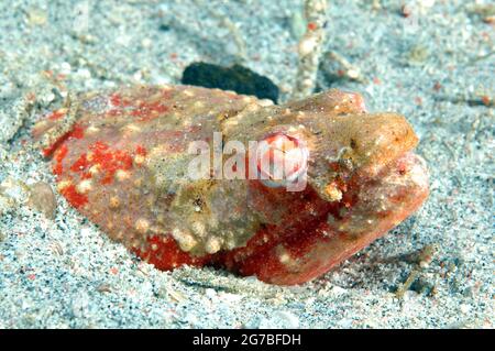 Stargazer Snake Eel (Brachysomophis cirrocheilos) Banque D'Images