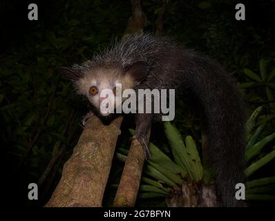 Aye-aye (Daubentonia madagascariensis) dans les forêts tropicales de l'est de Madagascar, Madagascar Banque D'Images