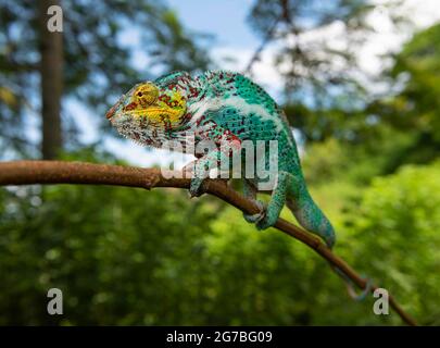 Panther caméléon (Furcifer pardalis) sur l'île de Nosy Faly, au nord-ouest de Madagascar Banque D'Images