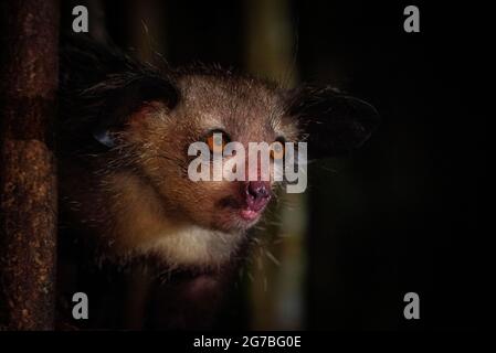 Aye-aye (Daubentonia madagascariensis) dans les forêts tropicales de l'est de Madagascar, Madagascar Banque D'Images