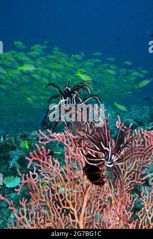 Des crinoïdes noirs et blancs sur le fan de mer rouge, école de crappers à rayures bleues en arrière-plan, Kudarah Thila, Maldives Banque D'Images