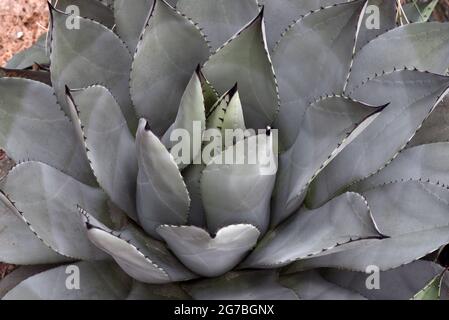 Une usine de Mescal (Agave parryi) exposée au Muttart Conservatory à Edmonton, Alberta, Canada. Banque D'Images