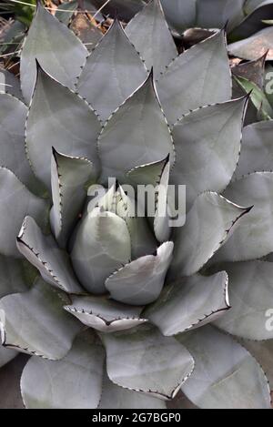 Une usine de Mescal (Agave parryi) exposée au Muttart Conservatory à Edmonton, Alberta, Canada. Banque D'Images