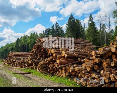 Les troncs sciés de pin et de bouleau se trouvent dans un grand tas dans une clairière sur la toile de fond de la forêt et du ciel bleu. Sec ensoleillé jour d'été. Banque D'Images