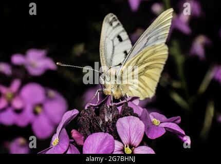 Chou blanc papillon sur fleurs pourpre Banque D'Images