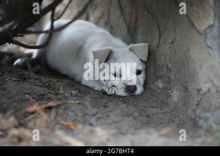Jeune chien blanc posant pour des photos sur l'herbe verte Banque D'Images