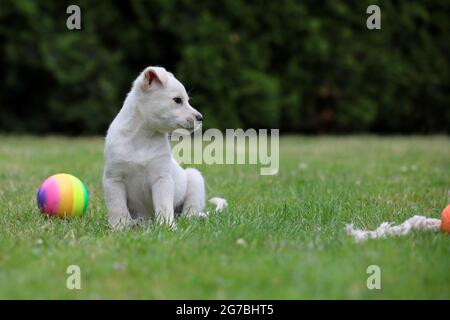 Jeune chien blanc posant pour des photos sur l'herbe verte Banque D'Images