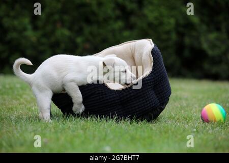 Jeune chien blanc posant pour des photos sur l'herbe verte Banque D'Images