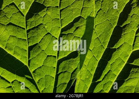 Gros plan de feuilles rétroéclairées de Vanillaleaf, Achlys triphylla, le long de Skookum Flats Trail, forêt nationale du mont Baker-Snoqualmie, État de Washington, États-Unis Banque D'Images