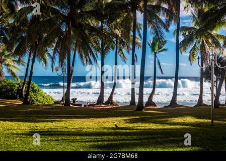 Plage de palmiers sur l'île de la Réunion Banque D'Images