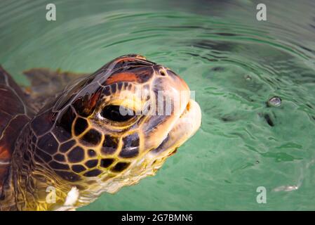 Vue rapprochée sur les yeux d'une tortue de mer verte Banque D'Images